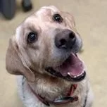 An adult large-sized female Yellow Labrador Retriever dog named Bertha for adoption in New Castle, IN