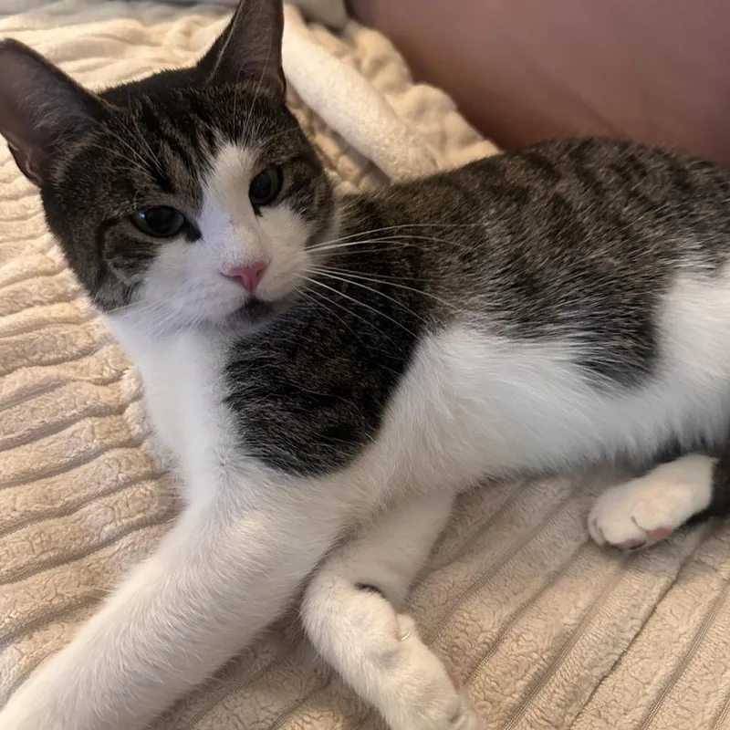 Coraline thumbnail 2