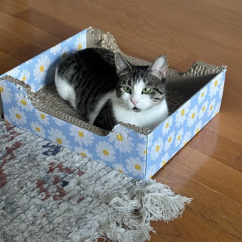 Coraline thumbnail 3