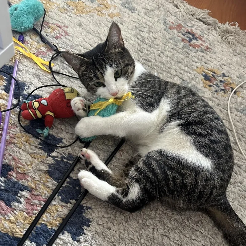 Coraline thumbnail 4