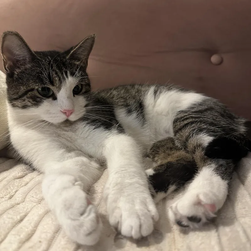 Coraline thumbnail 5