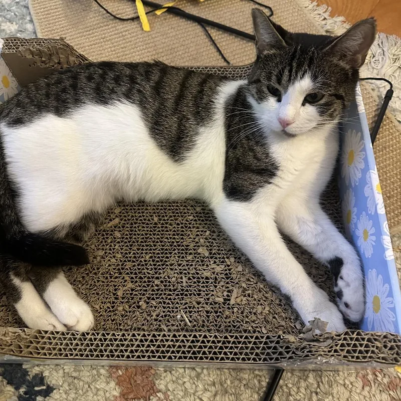 Coraline thumbnail 6