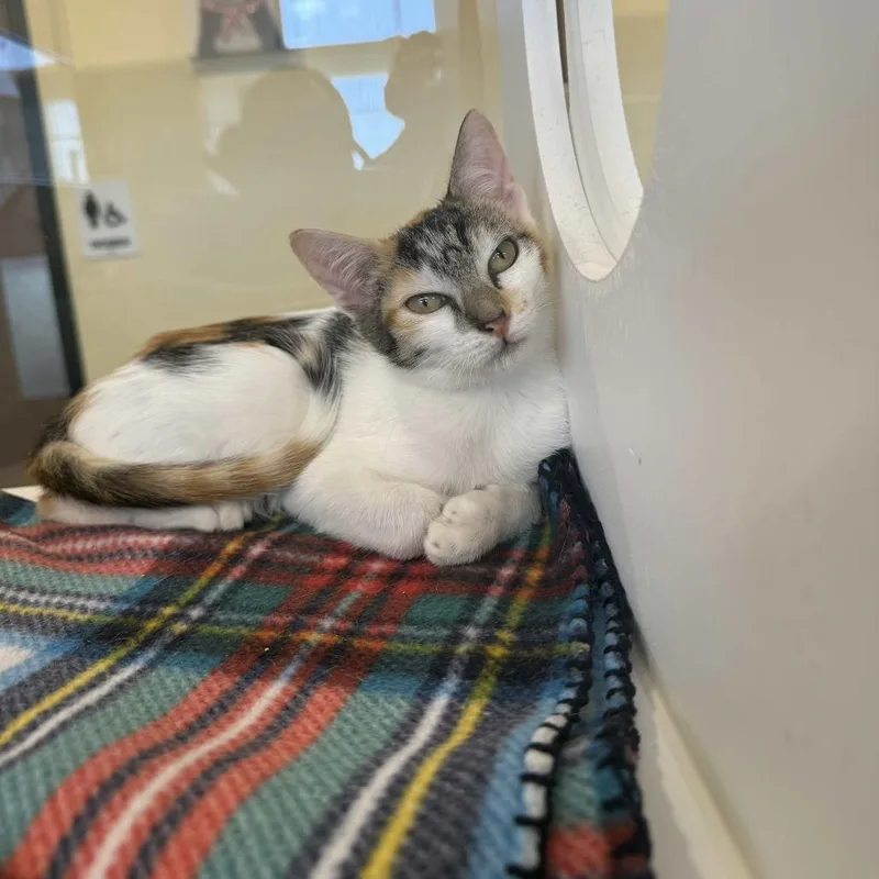 A baby small-sized female Calico Domestic Short Hair cat named Wovey for adoption in Beaumont, TX
