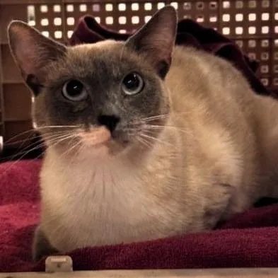 An adult medium-sized female Lilac Point Siamese cat named Sue for adoption in Shawnee, KS