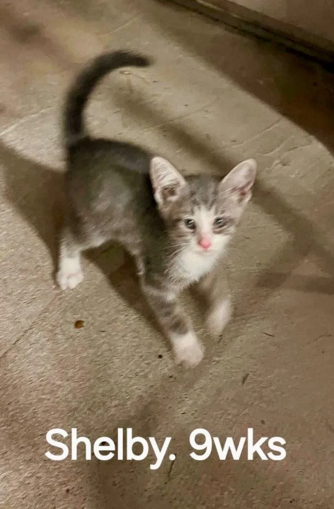 A baby medium-sized male Domestic Short Hair cat named Dean for adoption in Cromwell, KY