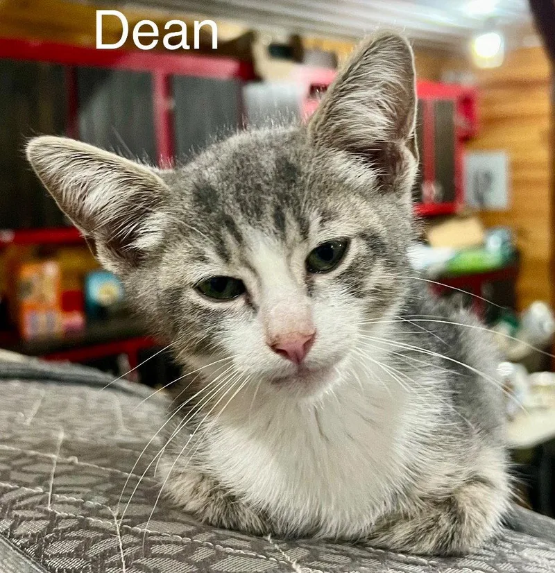 Dean thumbnail 2