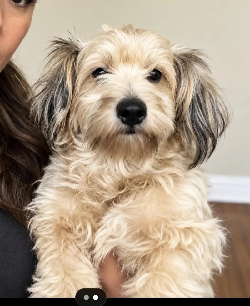 A young small-sized female Apricot / Beige Mixed Breed dog named Honey the sweet for adoption in Houston, TX