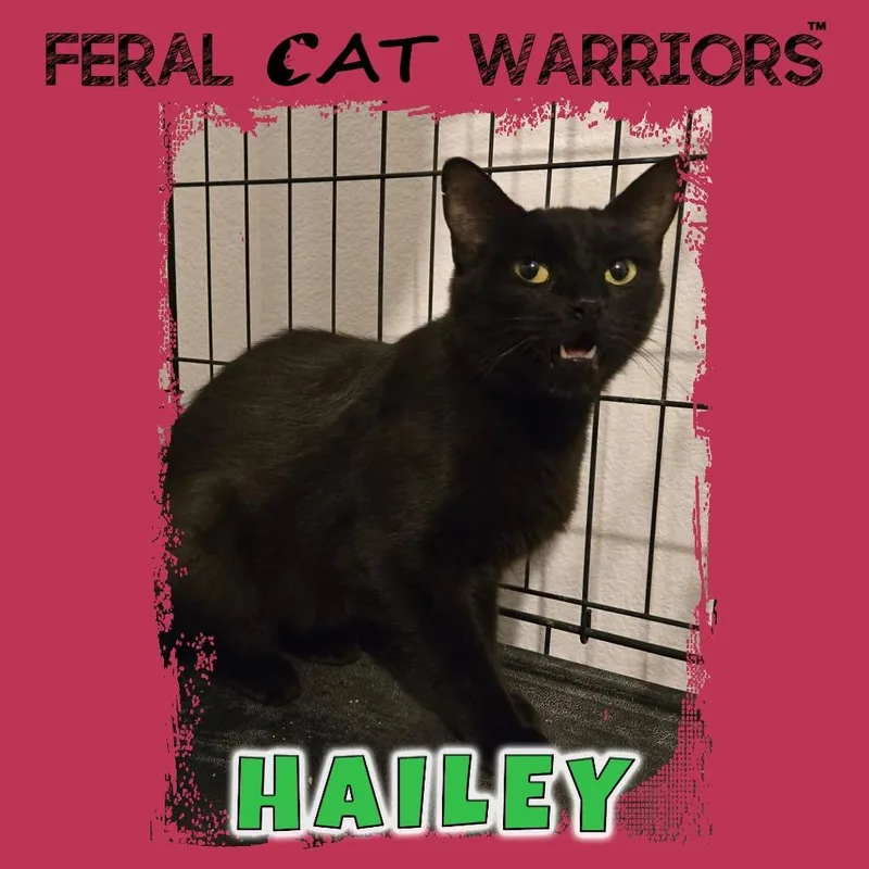 An adult medium-sized female Domestic Short Hair cat named Hailey for adoption in Kingman, AZ