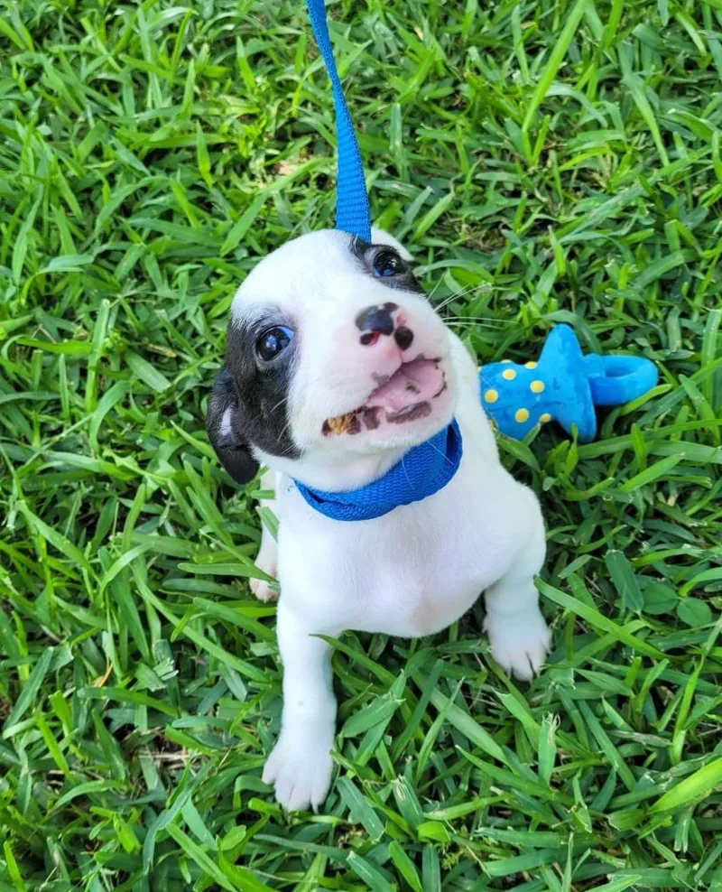 A baby small-sized male Mixed Breed dog named Archie for adoption in Fond Du Lac, WI
