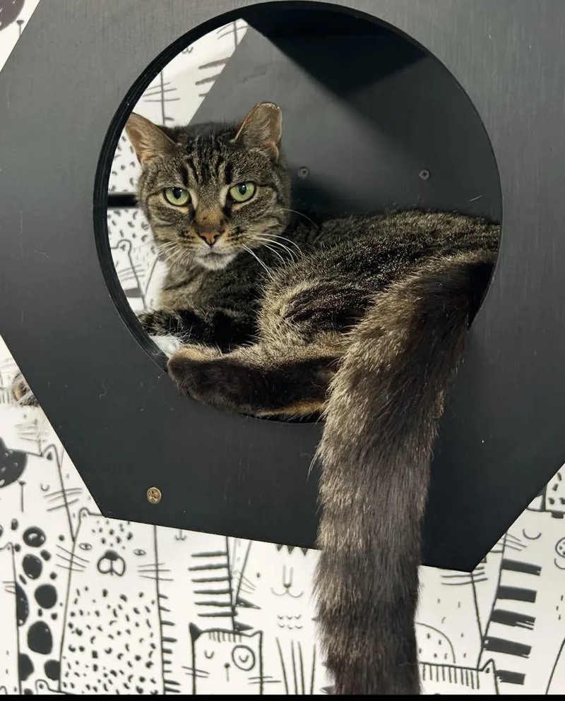 An adult medium-sized female Domestic Short Hair cat named Noodle for adoption in Cortland, OH