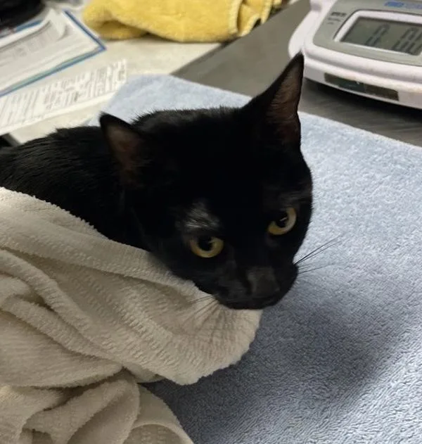 A young medium-sized female Domestic Short Hair cat named Coco for adoption in Escondido, CA