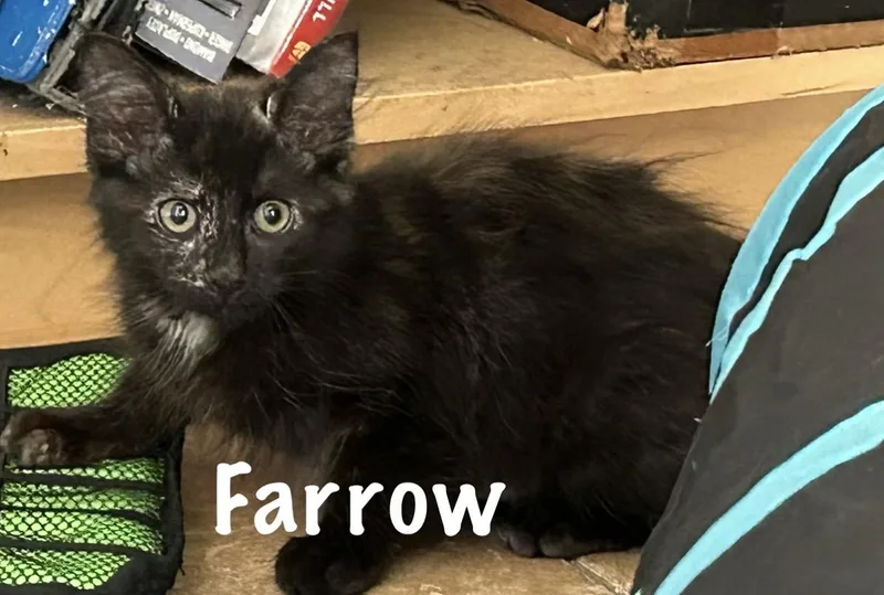 A baby medium-sized female Calico Domestic Short Hair cat named Farrow for adoption in Pawleys Island, SC