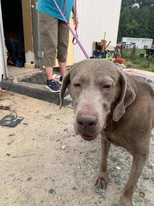 An adult large-sized male Labrador Retriever dog named A for adoption in Salisbury, MD