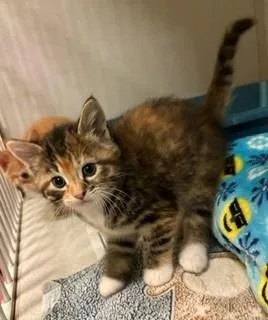 A baby medium-sized female Torbie Domestic Short Hair cat named Dolly for adoption in Mason City, IA