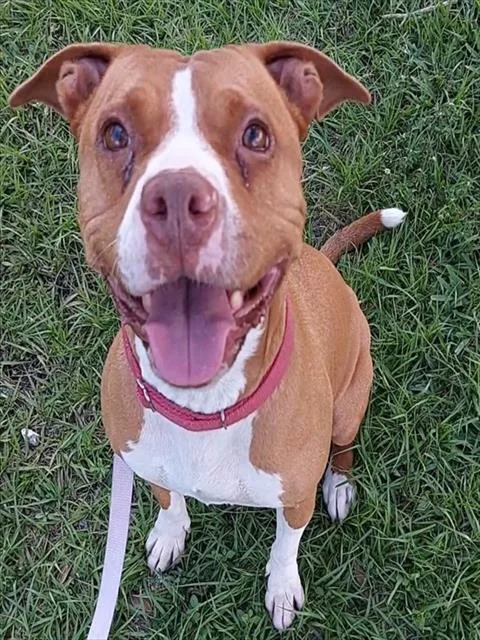 An adult large-sized female American Staffordshire Terrier dog named Peaches for adoption in Fort Lauderdale, FL