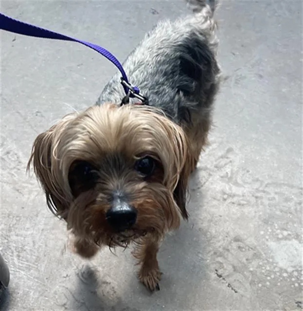An adult small-sized male Mixed Breed dog named Guwop for adoption in Dallas, TX