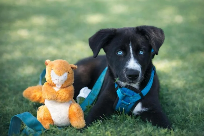 A baby medium-sized female Black Husky dog named Elsa for adoption in Minnetrista, MN