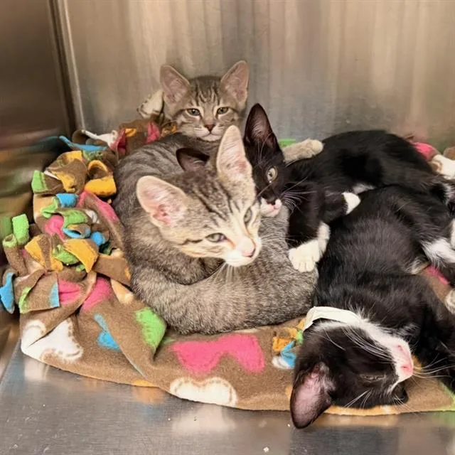 A baby small-sized male Domestic Short Hair cat named Ross for adoption in Tustin, CA