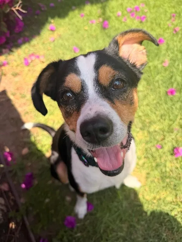 An adult medium-sized female Tricolor (Brown, Black, & White) Beagle dog named Dion for adoption in Manhattan Beach, CA