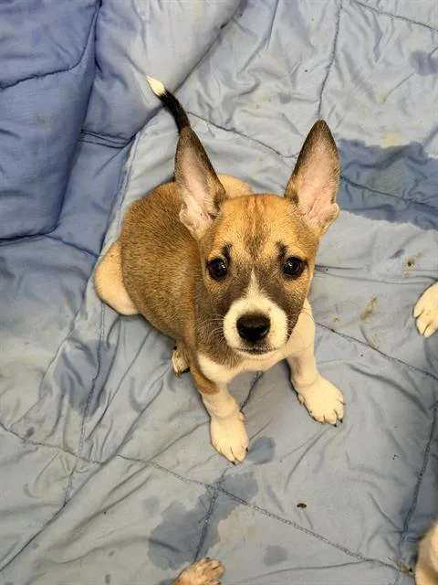 A baby medium-sized male Husky dog named Pluto for adoption in San Antonio, TX