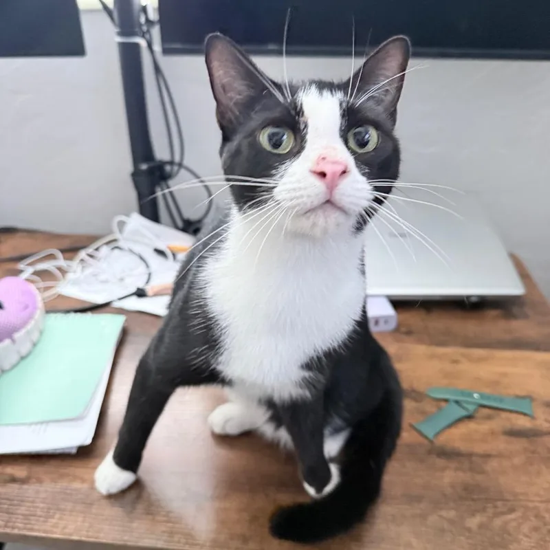 An adult medium-sized female Black & White / Tuxedo Domestic Short Hair cat named Souflee for adoption in Hollywood, FL