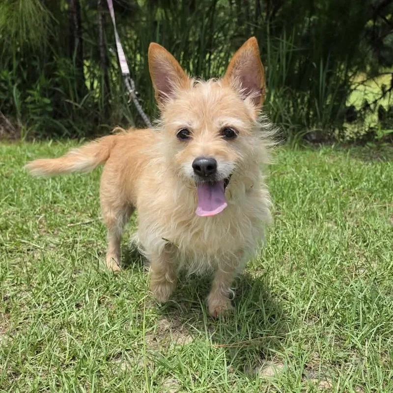 An adult small-sized female Apricot / Beige Wirehaired Terrier dog named Rosebud for adoption in Foley, AL