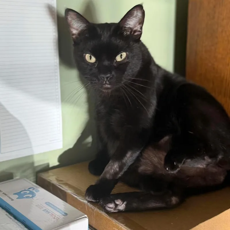 An adult medium-sized female Bombay cat named Molly for adoption in Newark, NJ