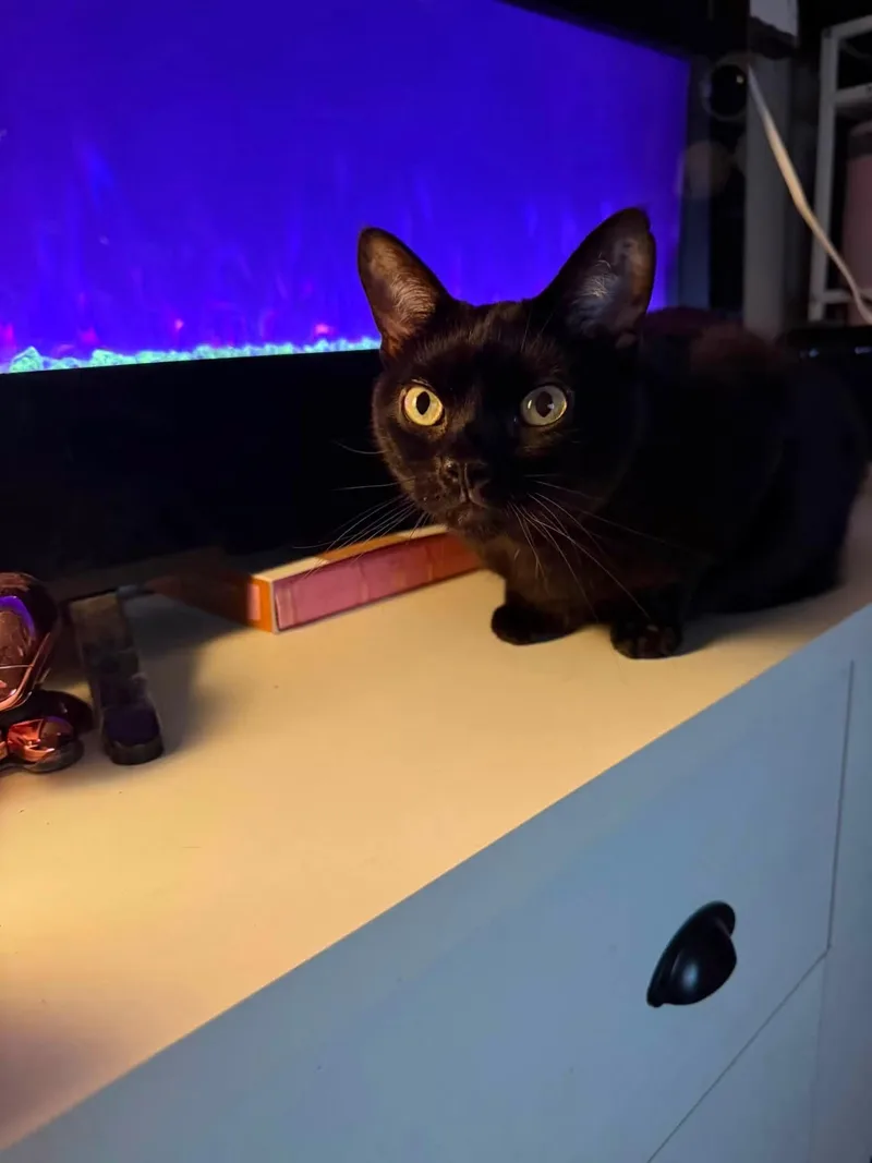 Molly thumbnail 2