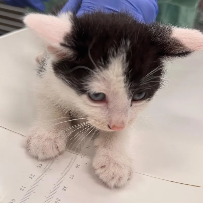 A baby small-sized male Black Domestic Short Hair cat named Mcdreamy for adoption in Wheeling, IL
