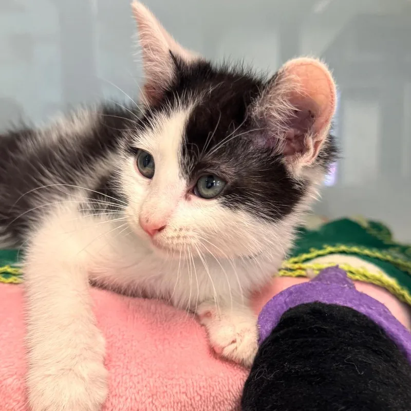 Mcdreamy thumbnail 2