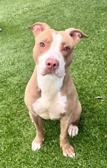 An adult medium-sized female Pit Bull Terrier dog named Sugar for adoption in Pasadena, CA