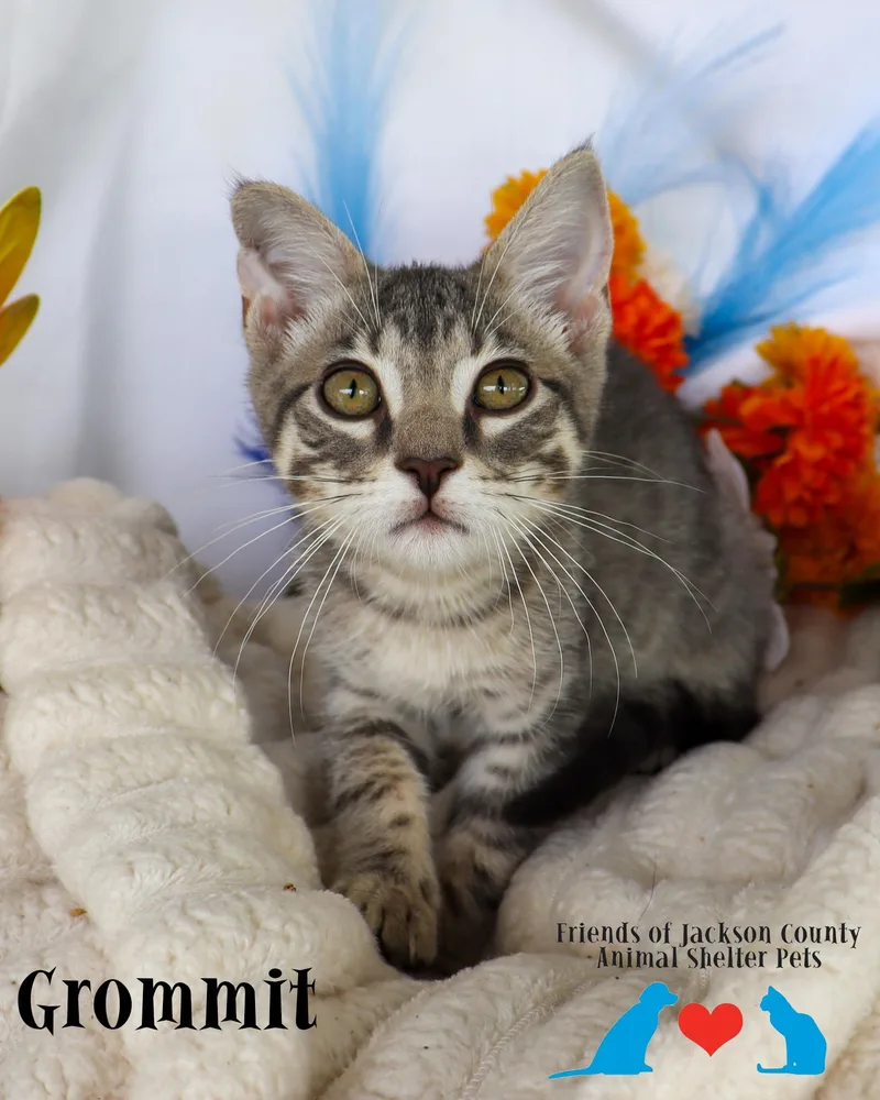 A baby small-sized male Tabby (Gray / Blue / Silver) Domestic Short Hair cat named Grommit for adoption in Ocean Springs, MS