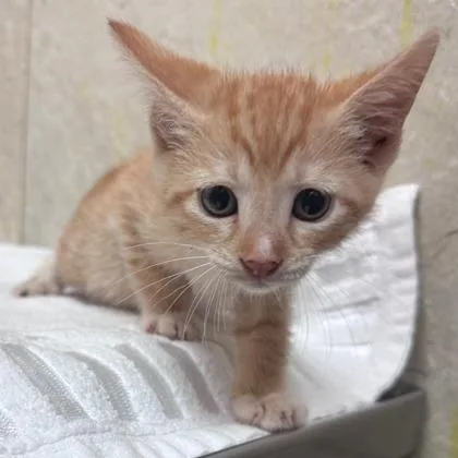 A baby small-sized female Domestic Short Hair cat named Ghost for adoption in Honolulu, HI