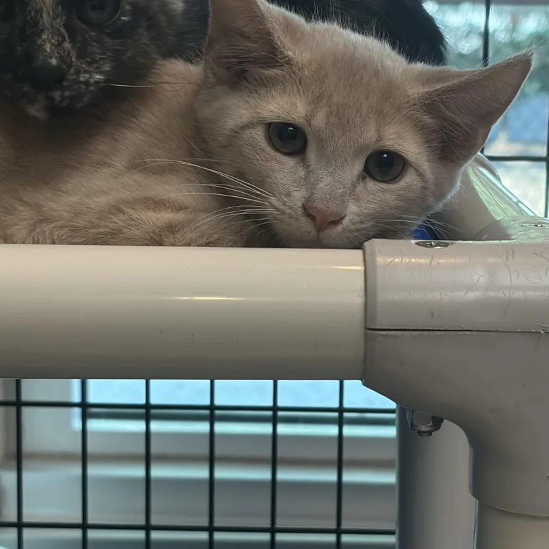 A baby medium-sized male Buff / Tan / Fawn Domestic Short Hair cat named Rigatoni for adoption in Charleston, SC