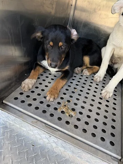 A baby medium-sized female Mixed Breed dog named Mega for adoption in Dallas, TX