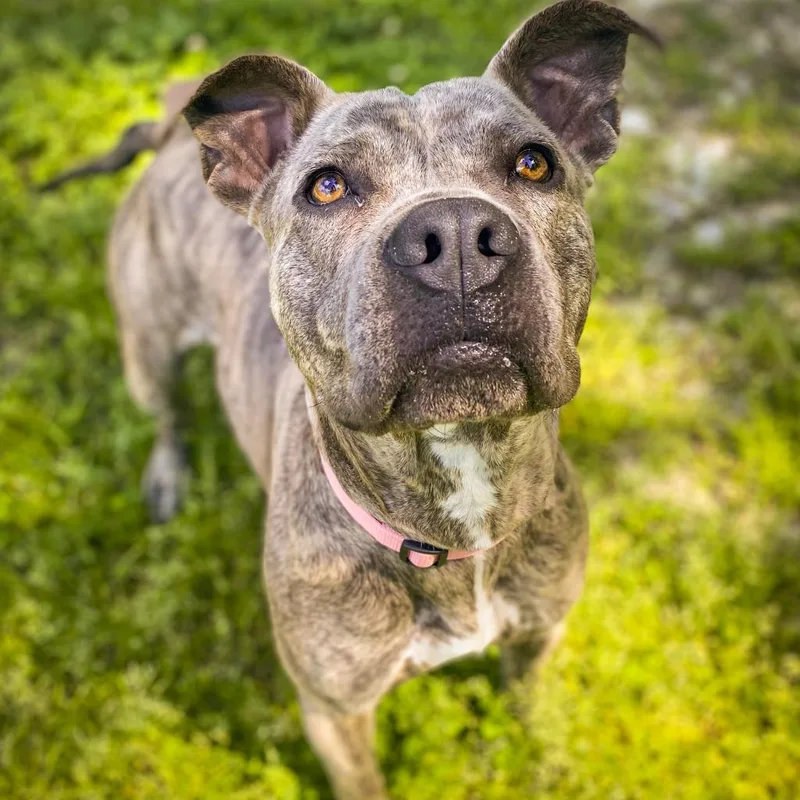 An adult medium-sized female Brindle Mixed Breed dog named Cookies for adoption in Middleburg, FL