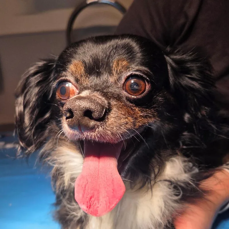 An adult small-sized male Dachshund (Miniature Long Haired) dog named Luigi Avail  at for adoption in Kennebunk, ME