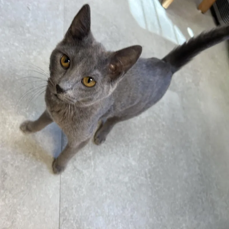 A baby medium-sized female Gray / Blue / Silver Russian Blue cat named Dottie & Goldie for adoption in Kent, WA
