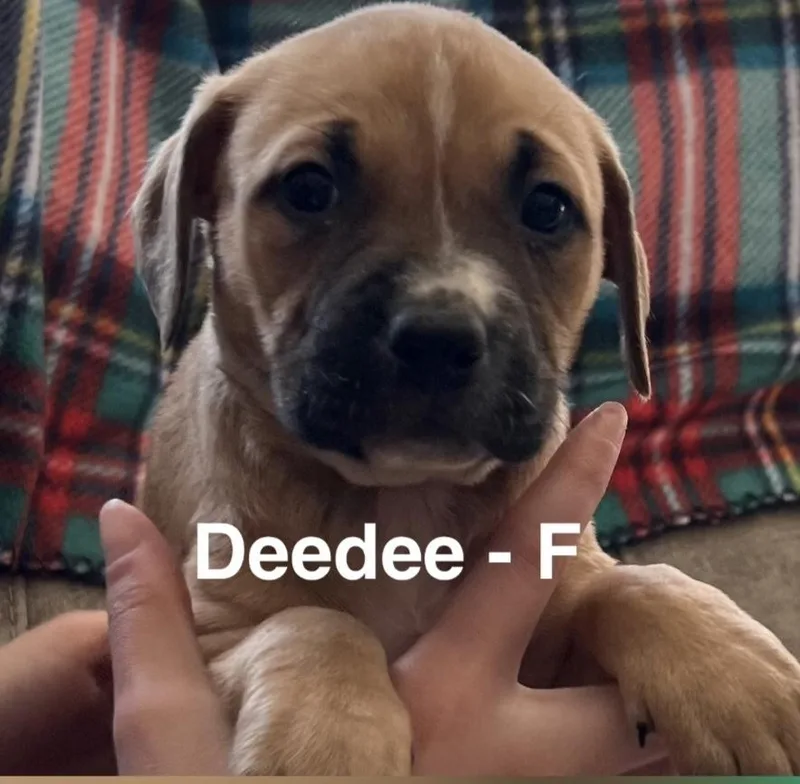 Deedee