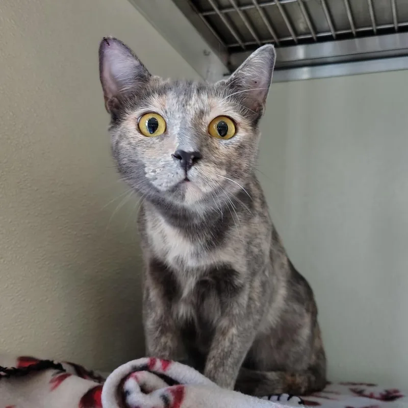 A young medium-sized female Tortoiseshell Domestic Short Hair cat named Yvraine for adoption in Chattanooga, TN