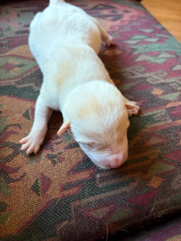 A baby medium-sized male Pit Bull Terrier dog named Jax for adoption in Newnan, GA