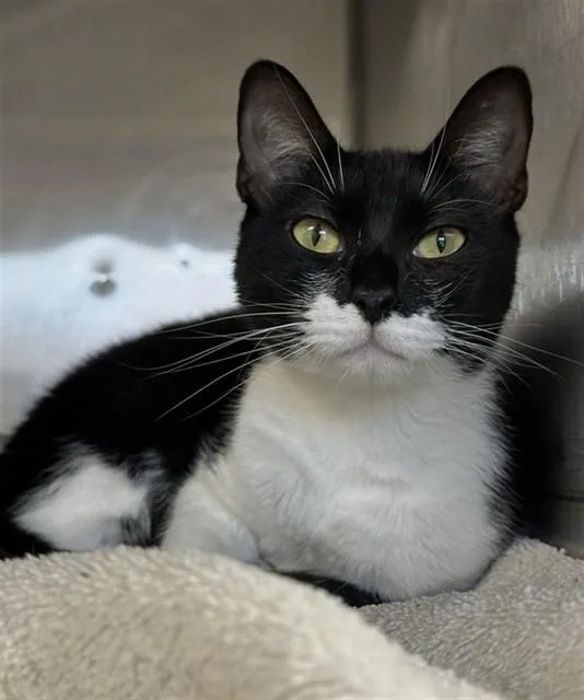 A young medium-sized female Domestic Short Hair cat named Chloe for adoption in Augusta, GA
