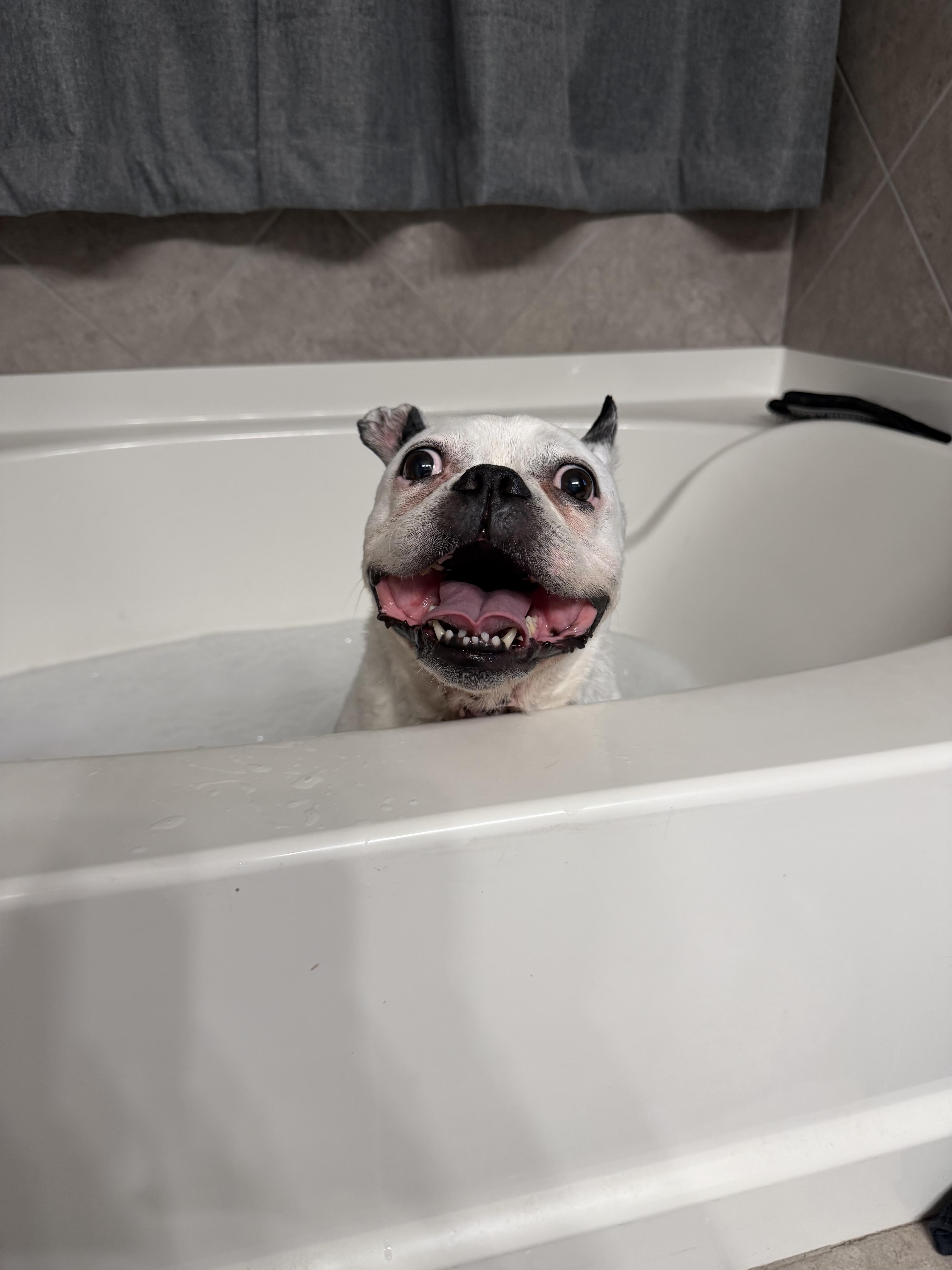 A senior medium-sized male French Bulldog dog named Gaston for adoption in Mesa, AZ