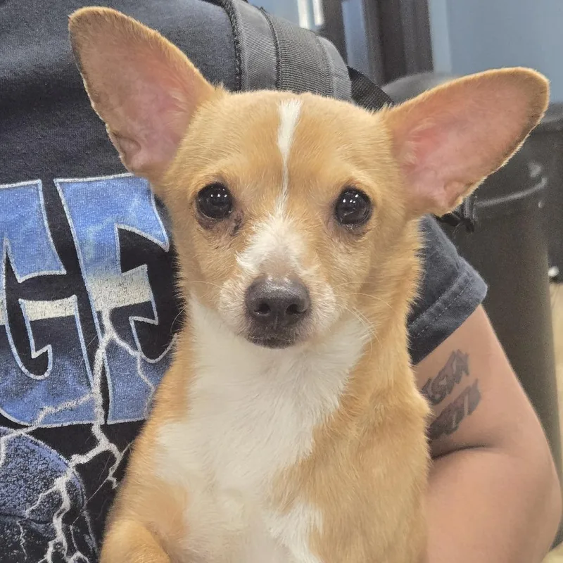 An adult small-sized male Brown / Chocolate Chihuahua dog named Jax for adoption in Newark, NJ