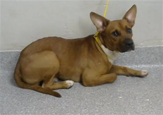 A young medium-sized male Pit Bull Terrier dog named A for adoption in Pasadena, TX