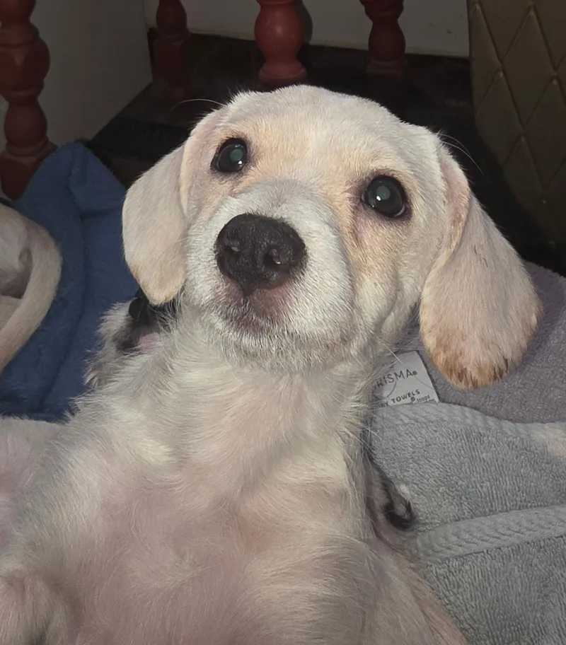 Willow
