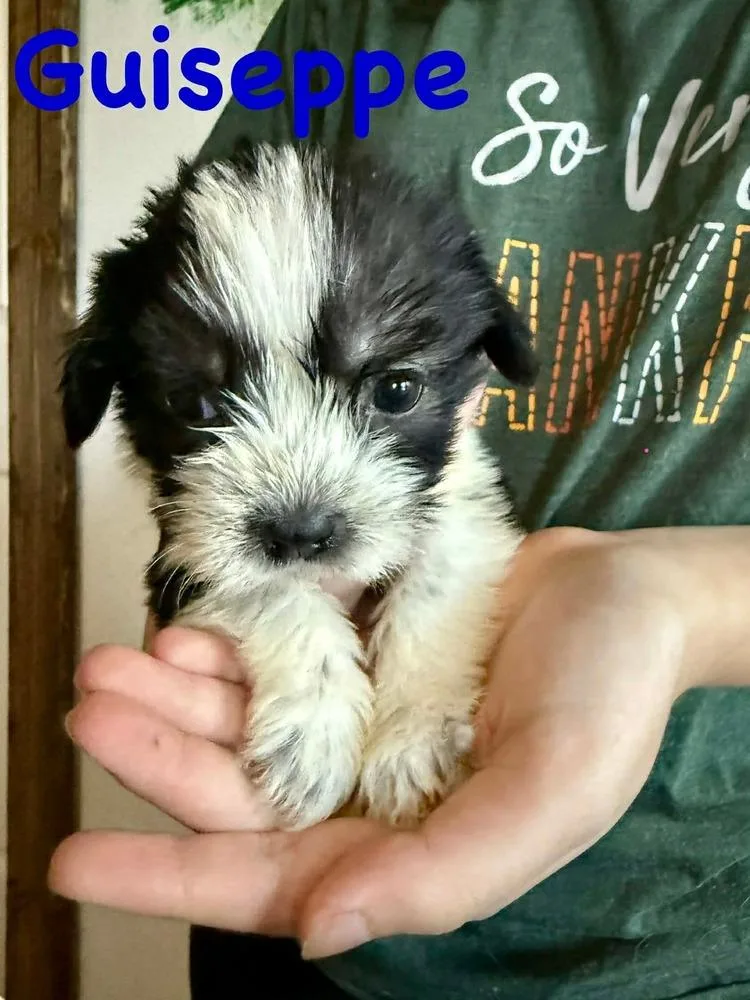 A baby small-sized male Tricolor (Brown, Black, & White) Cockapoo dog named Guiseppe for adoption in Syracuse, NY