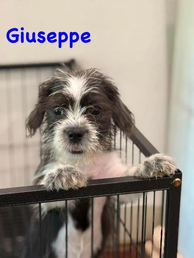 Guiseppe thumbnail 2
