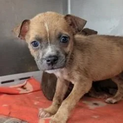 A baby medium-sized female Brown / Chocolate American Staffordshire Terrier dog named Miss for adoption in San Antonio, TX