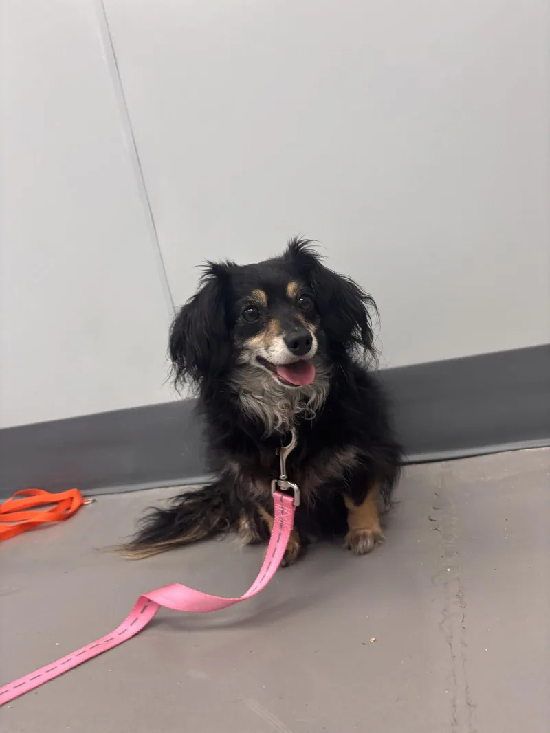 An adult small-sized female Dachshund dog named Bree for adoption in Georgetown, KY